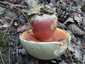 Sátántinóru (Rubroboletus satanas), Budai-hegység
